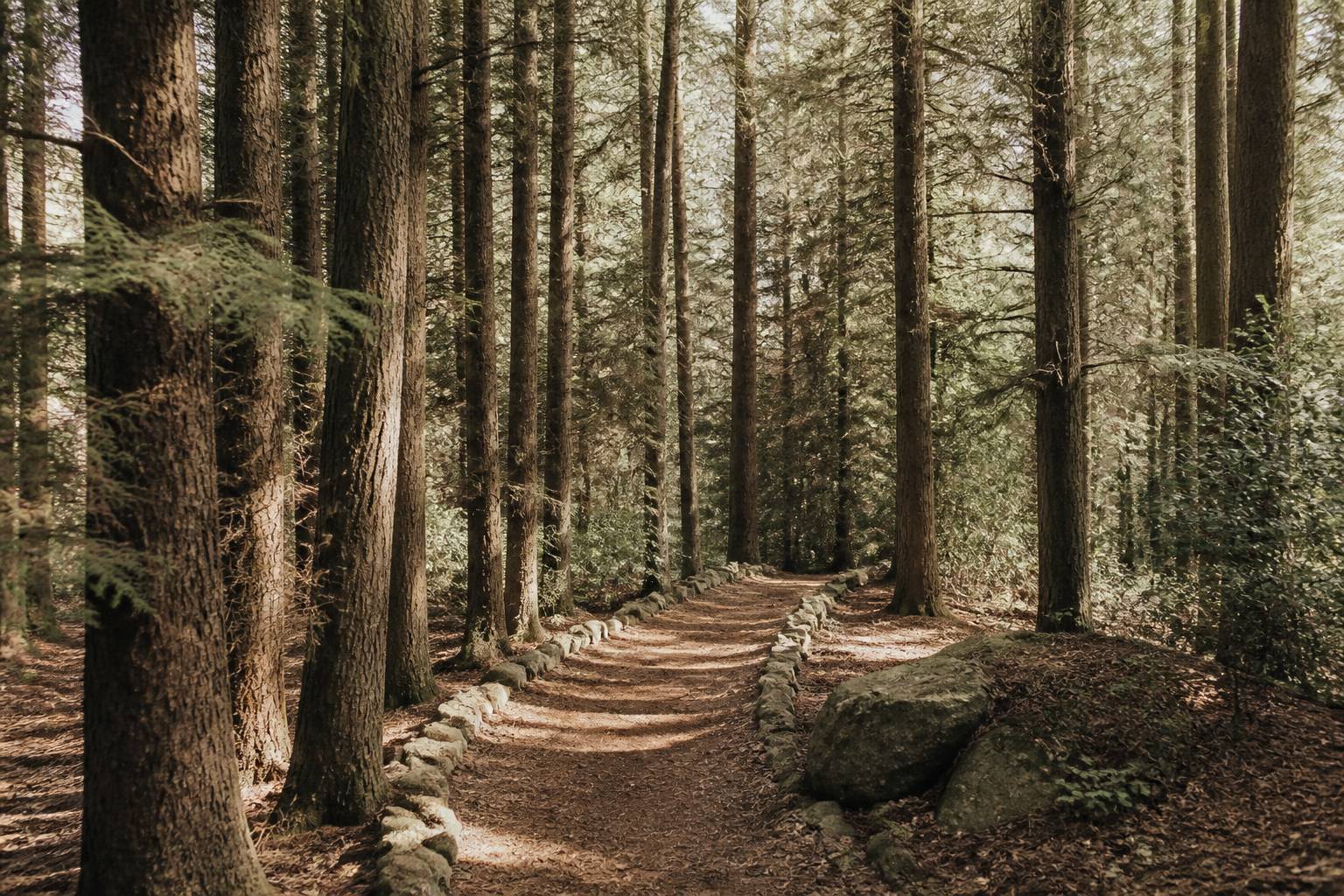 Sentier s'enfonçant dans une forêt de cèdres aux troncs droits