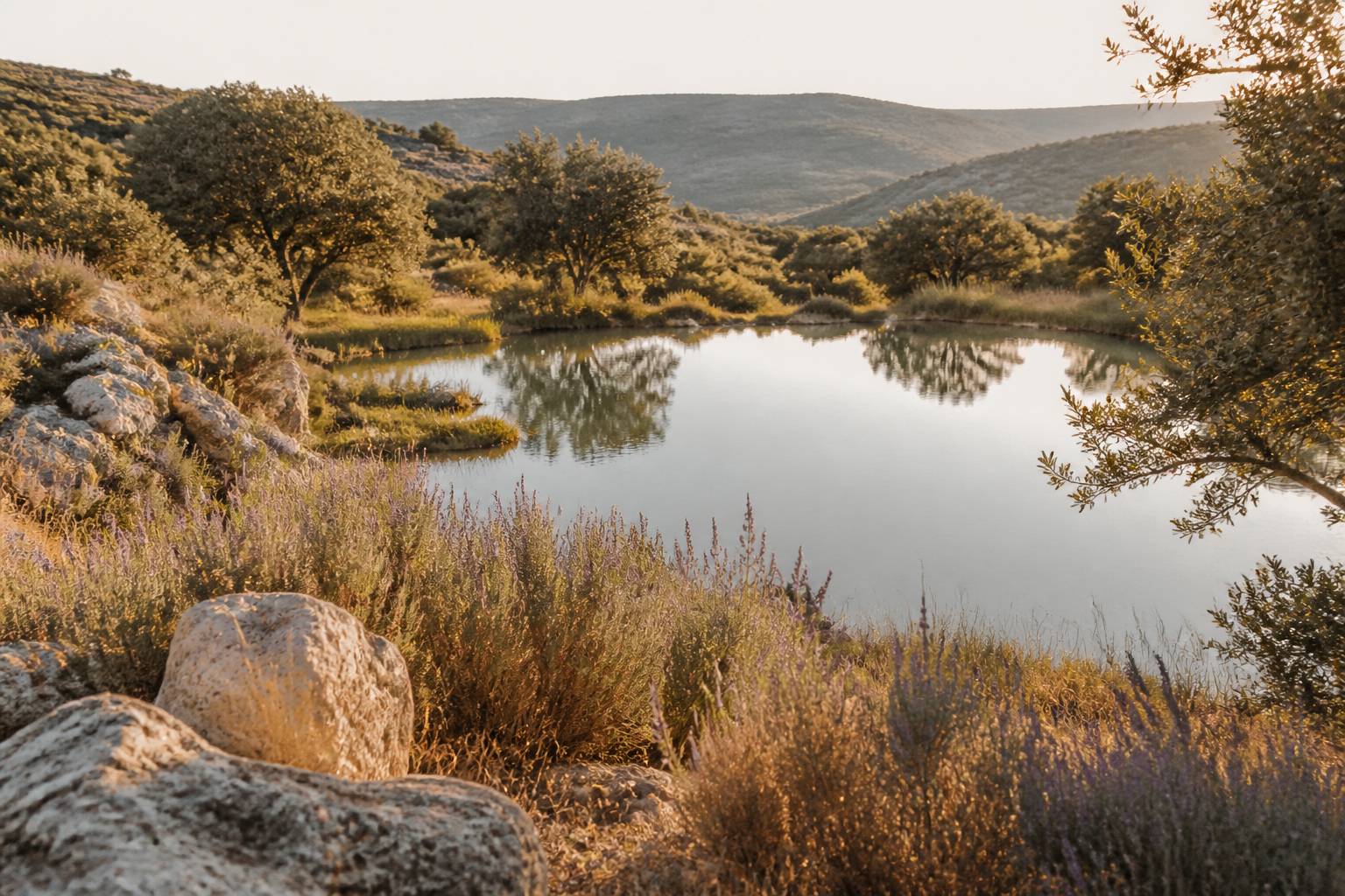 Étang provençal entouré de végétation reflétant la lumière dorée du Luberon